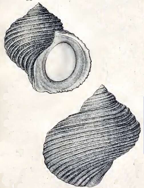 Image of Turbo artensis Montrouzier 1860