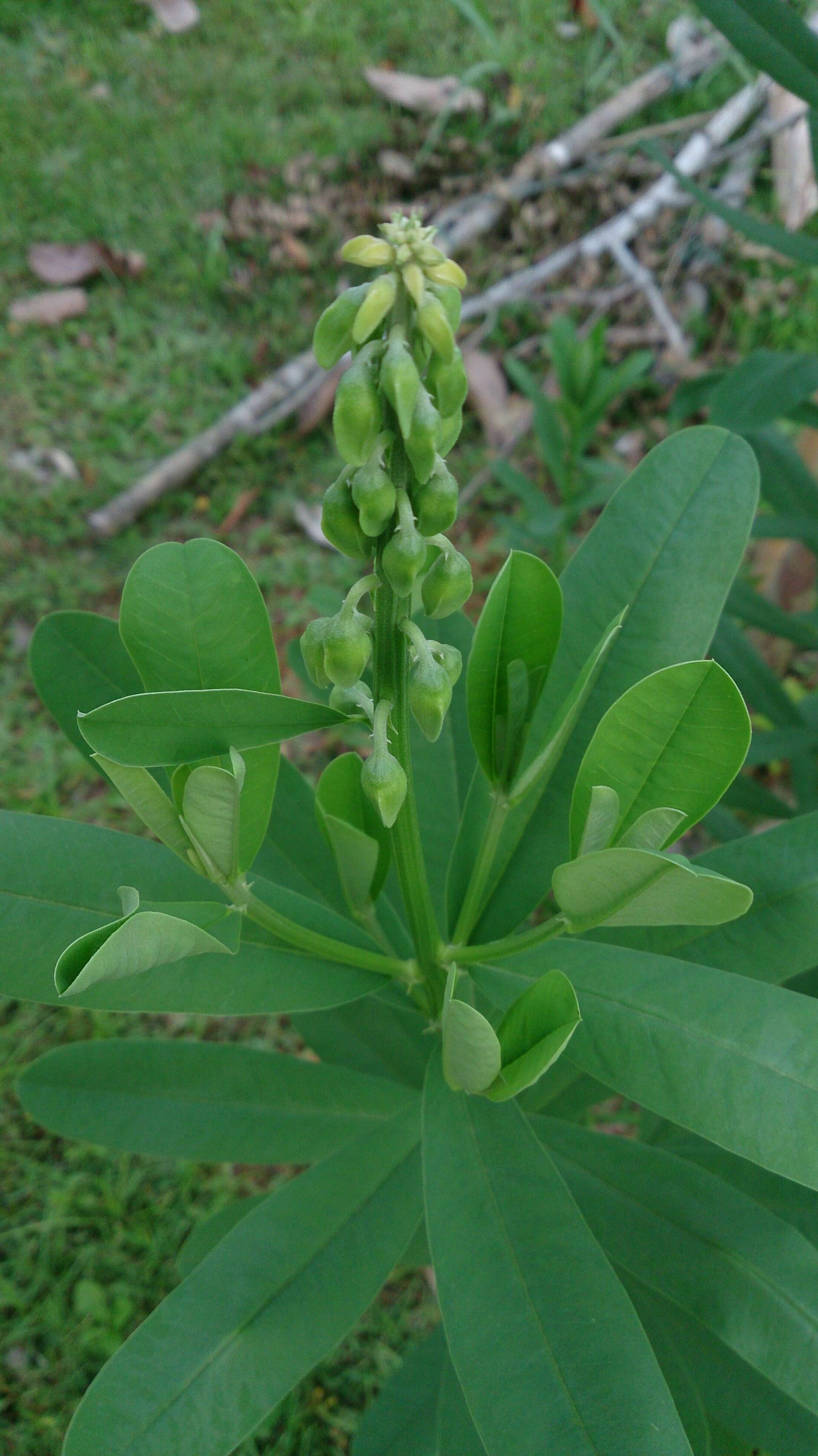 Image de Crotalaria retusa L.