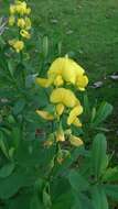 Image de Crotalaria retusa L.