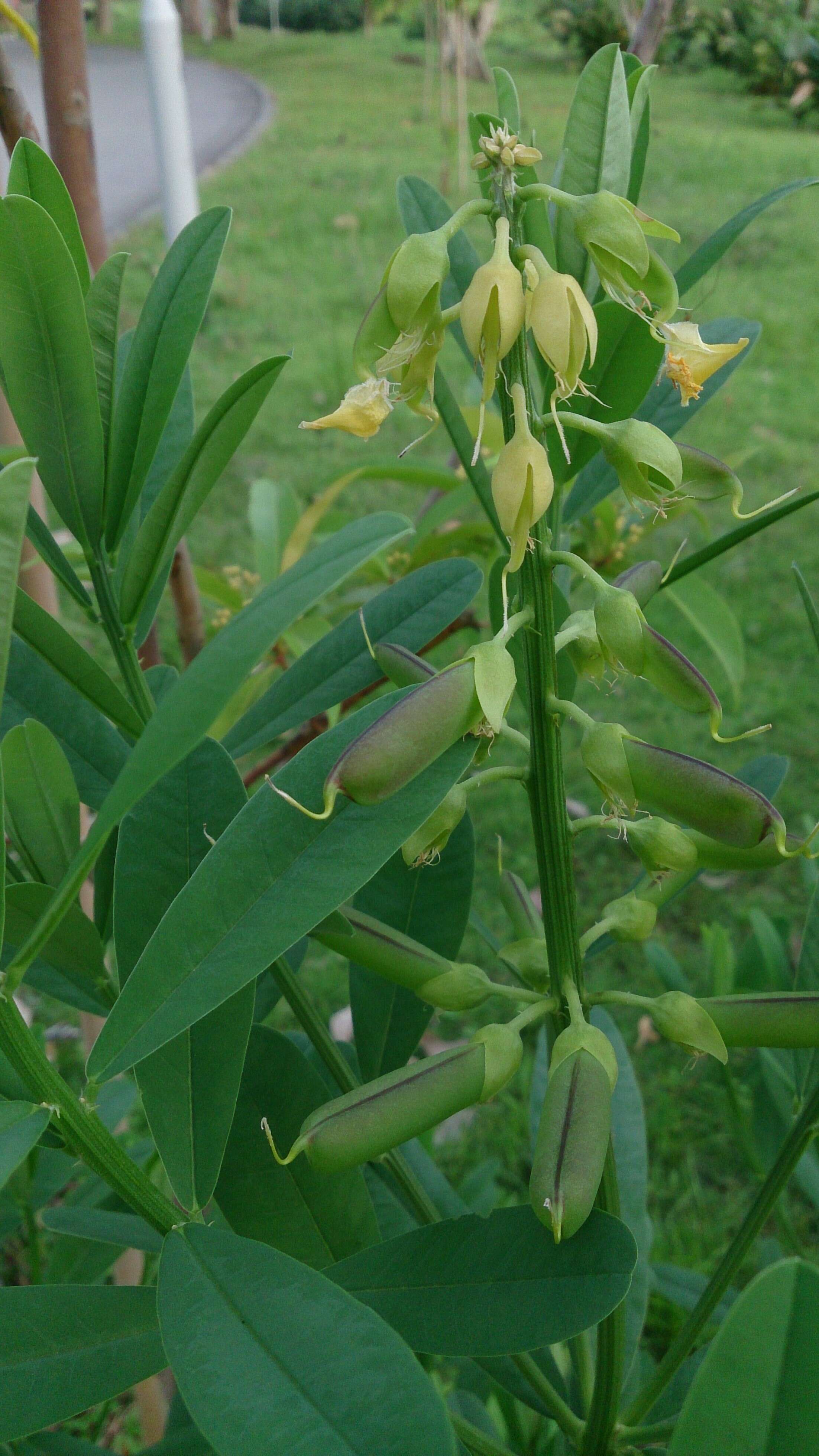 Image de Crotalaria retusa L.