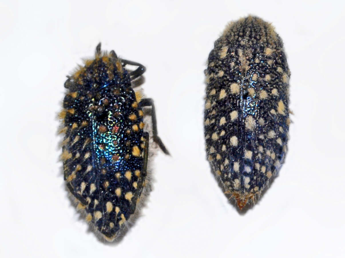 Image of Julodis viridipes Laporte 1835