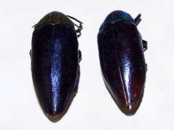 Imagem de Sternocera chrysis (Fabricius 1775)