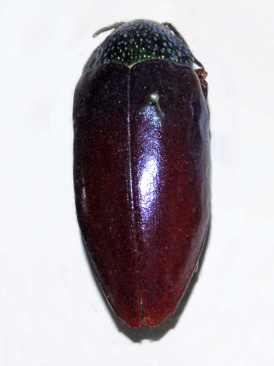 Image of Sternocera chrysis (Fabricius 1775)