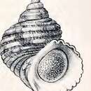 Image of Turbo japonicus Reeve 1848