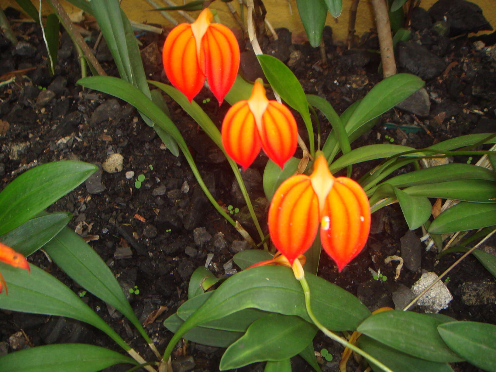 Image de Masdevallia ignea Rchb. fil.