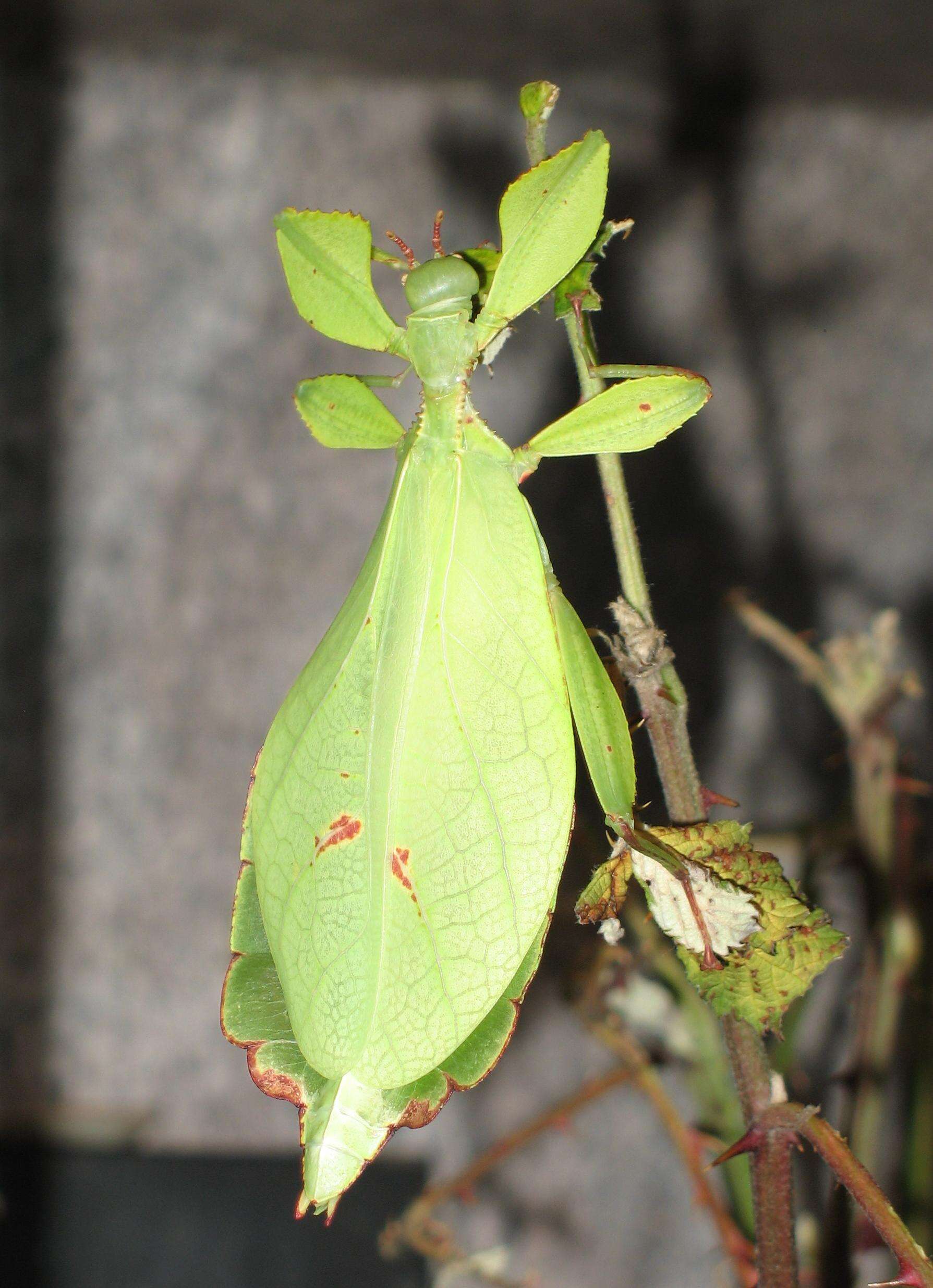 Image of Phyllium (Phyllium) philippinicum Hennemann, Conle, Gottardo & Bresseel 2009