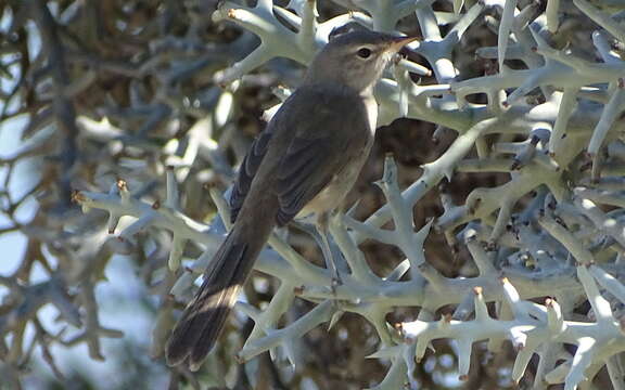 Image of Lantz's Brush-warbler