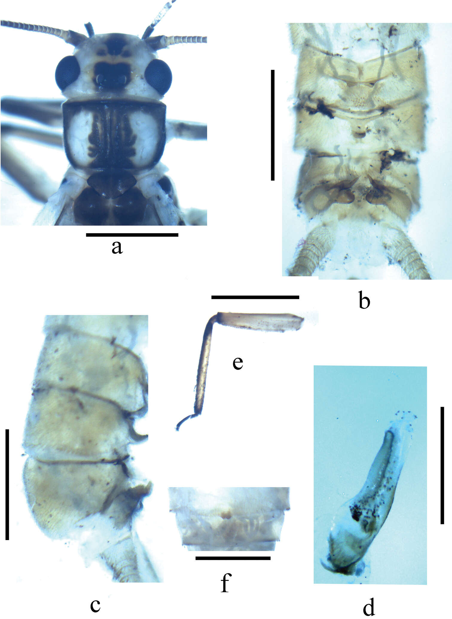 Imagem de Neoperla nigromarginata Li, Weihai & S. Q. Zhang 2014