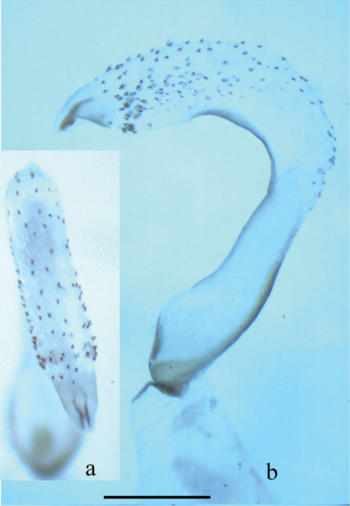 Imagem de Neoperla nigromarginata Li, Weihai & S. Q. Zhang 2014