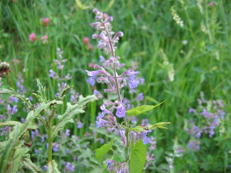 Image of Caucasus catmint