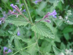 Image de Nepeta grandiflora M. Bieb.