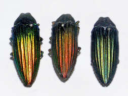 Imagem de Paracupta helopioides (Boisduval 1835)