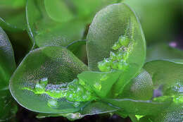 Image of Griffith's oedipodium moss