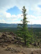 Image of Siberian Larch