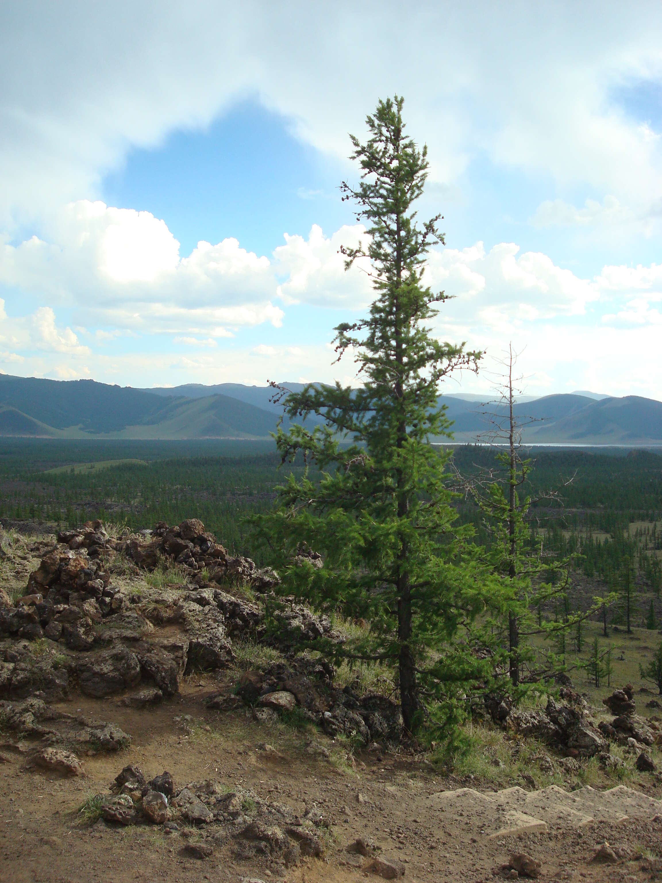 Image of Siberian Larch