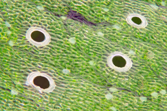 Image of common liverwort