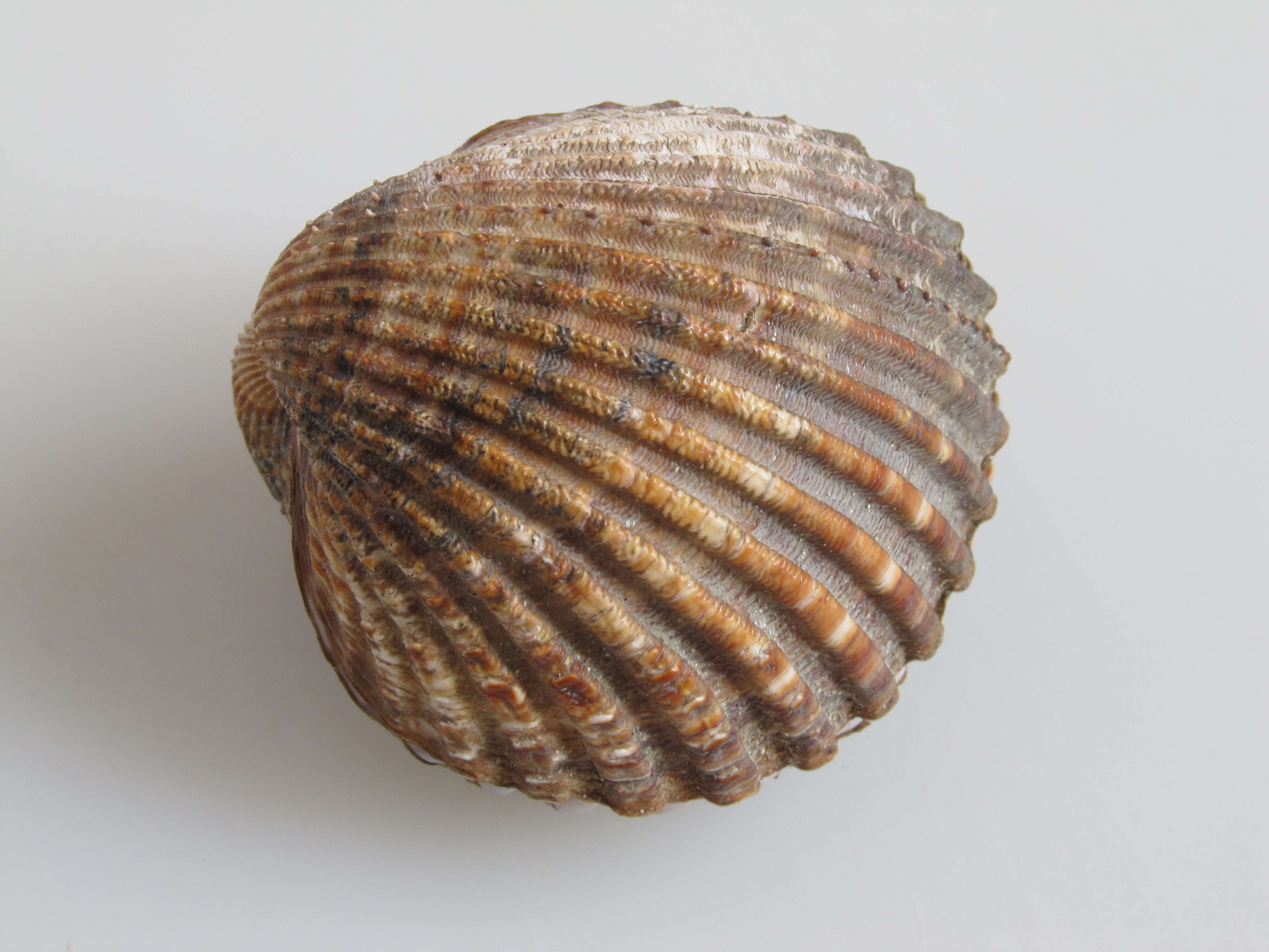 Image of European prickly cockle