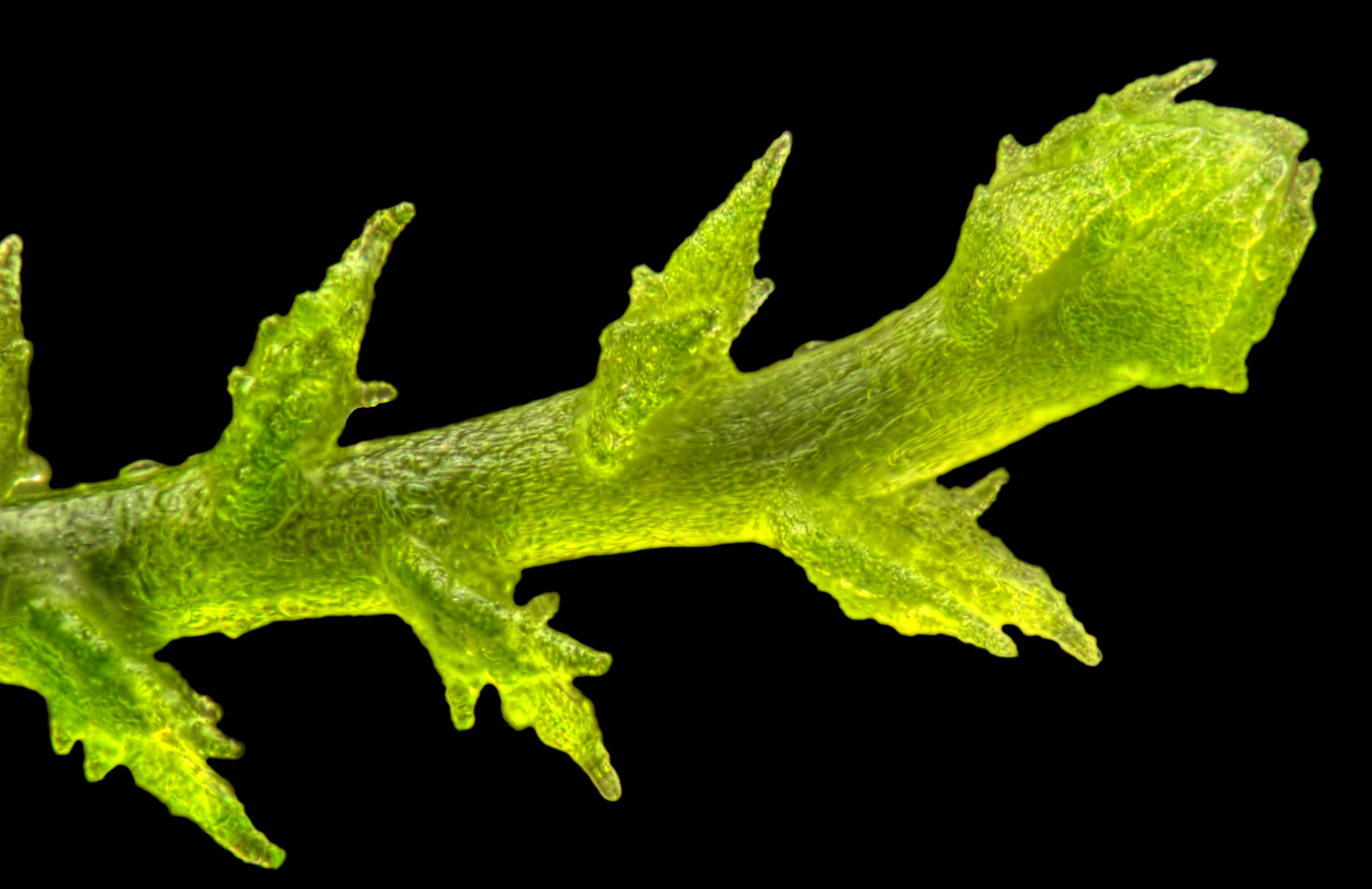 Image of Cephaloziellaceae