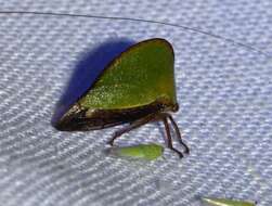 Image of Keeled Tree Hopper