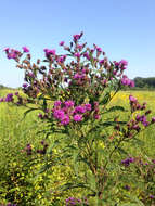 Imagem de Vernonia noveboracensis (L.) Willd.