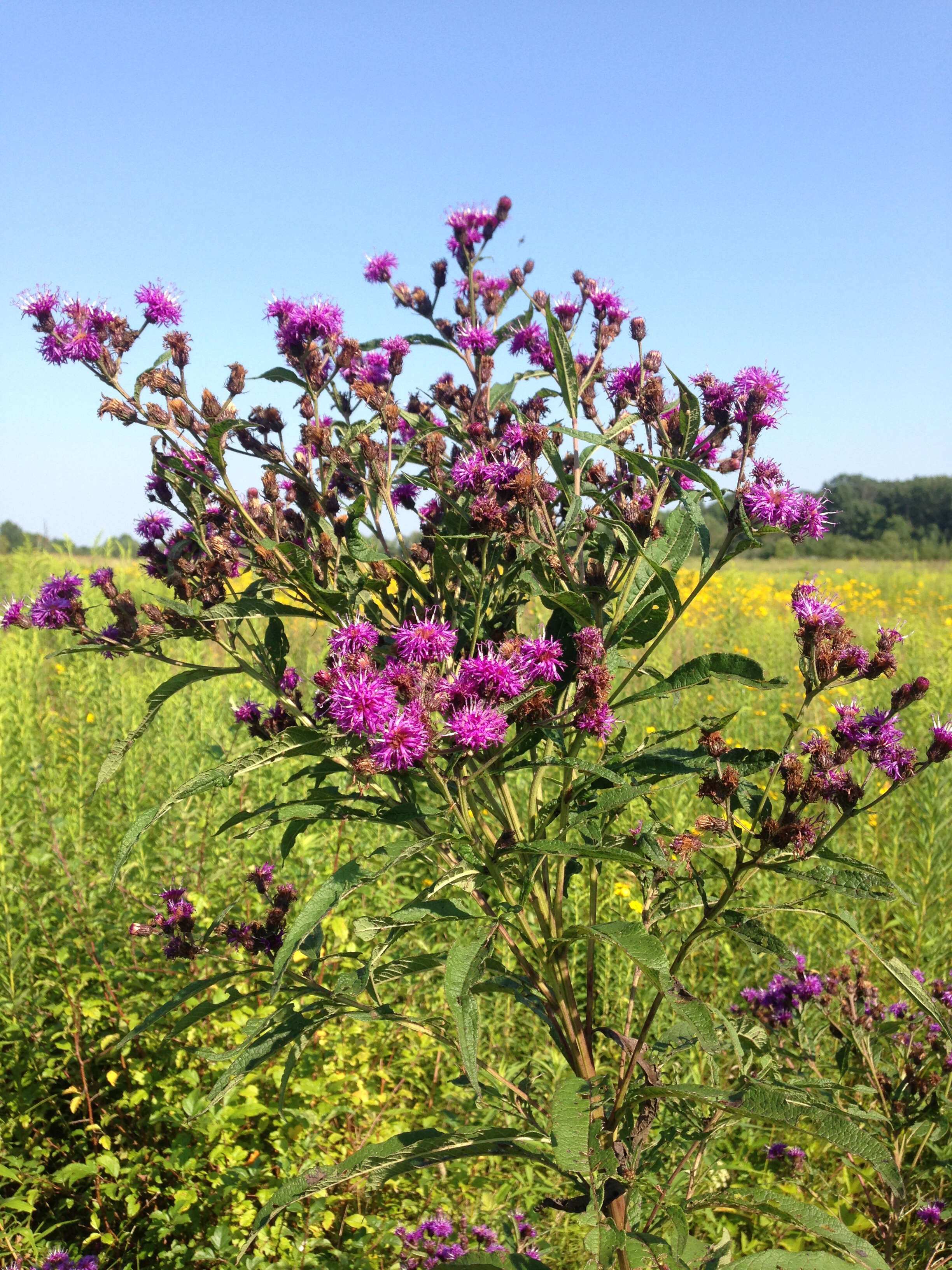 Image of New York ironweed