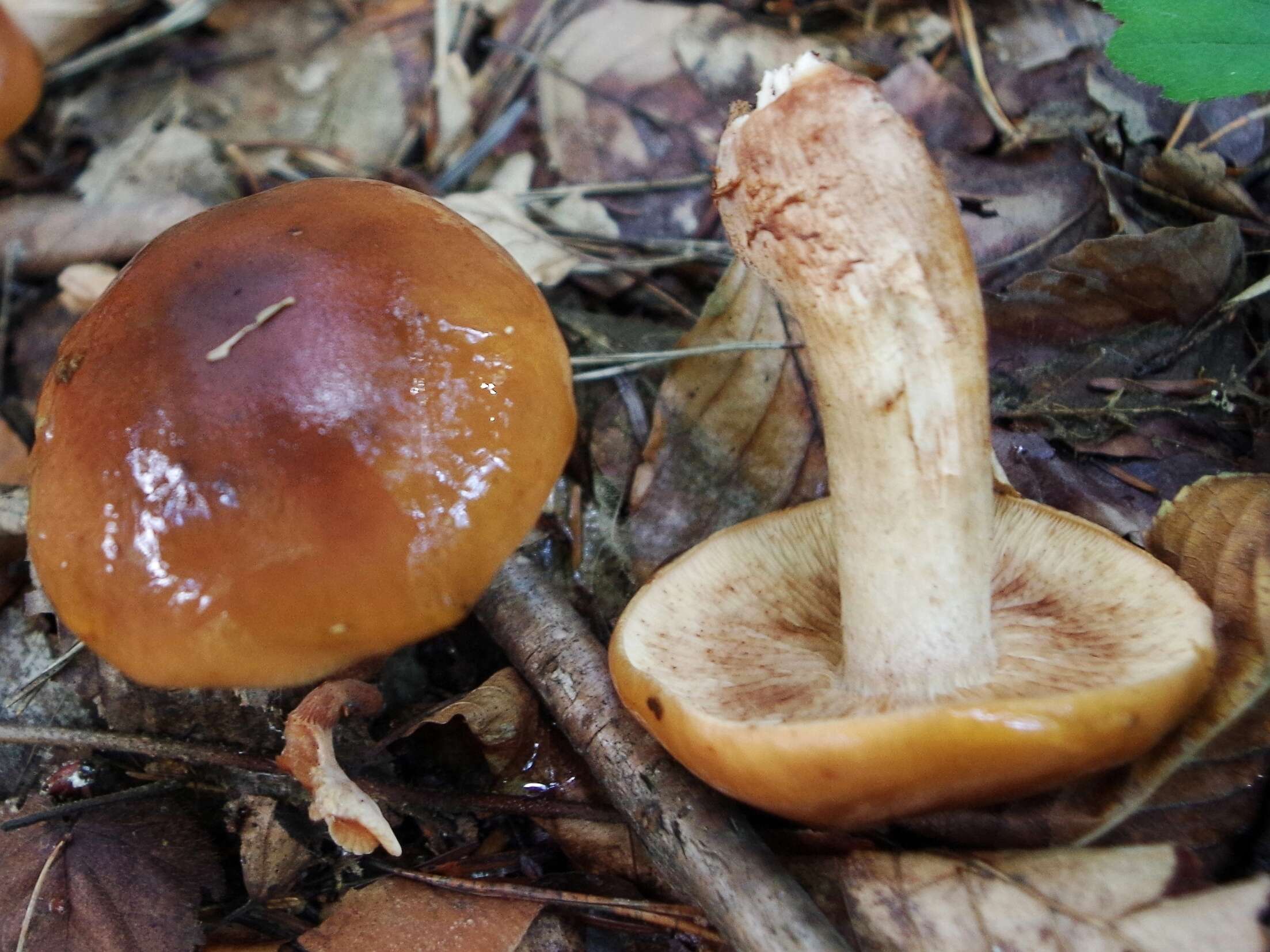 Image of Tricholoma fulvum (DC.) Bigeard & H. Guill. 1909