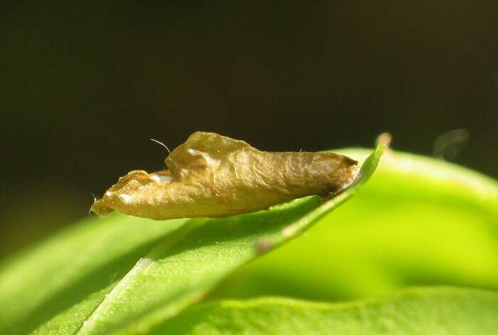 صورة Coleophora lutipennella Zeller 1838