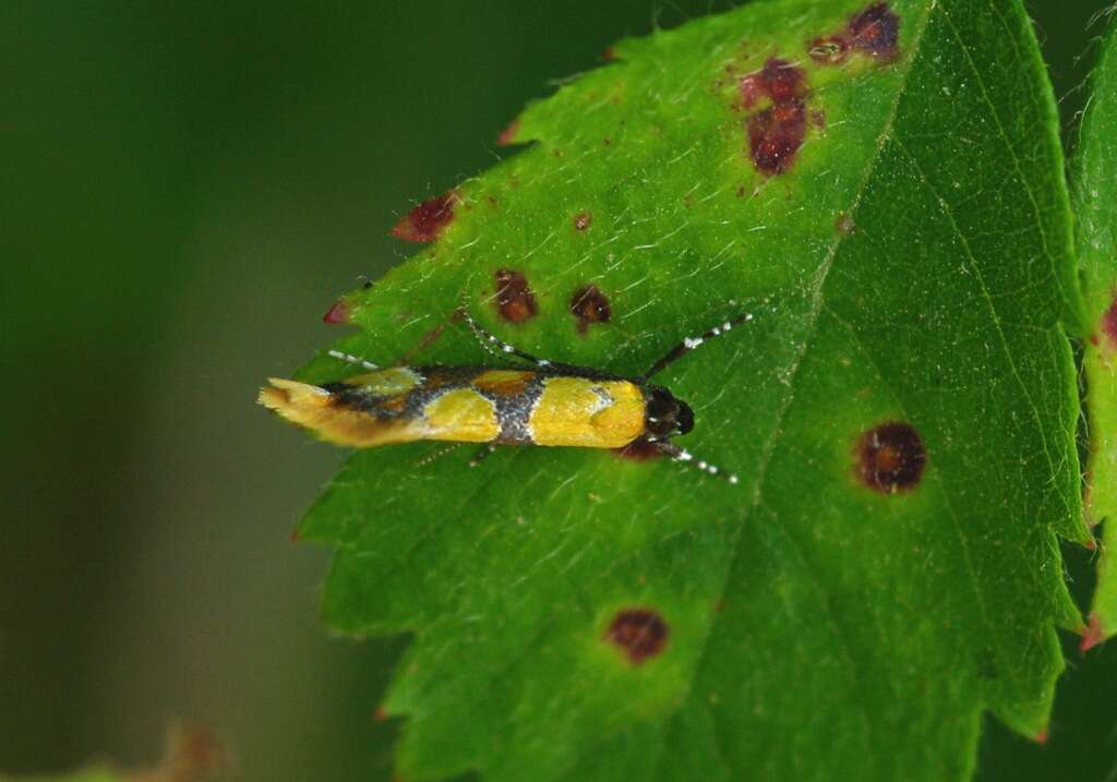 Image of Epicallima icterinella