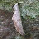 Image of Lypusa tokari