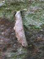 Image of Lypusa tokari