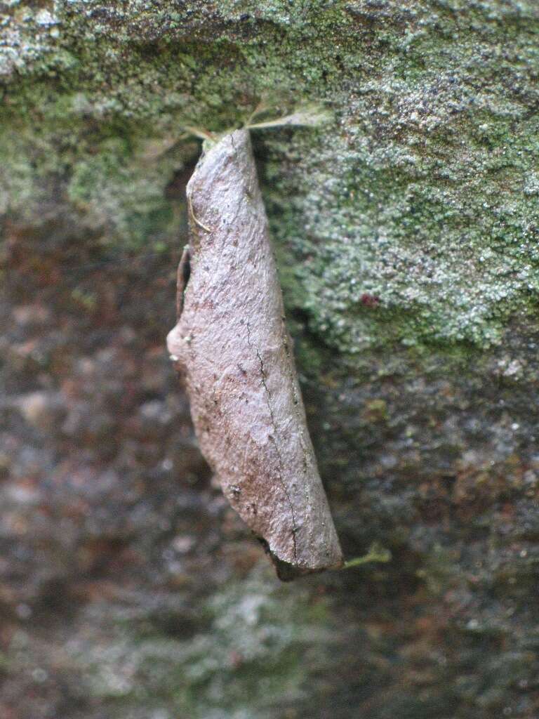 Image of Lypusa tokari