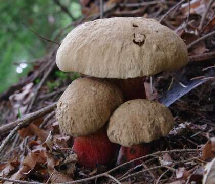 Image of Scarlet-stemmed Bolete