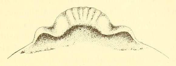 Image of Bdellocephala