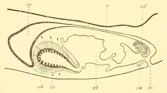 Image de Bdellocephala