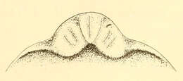 Image of Bdellocephala