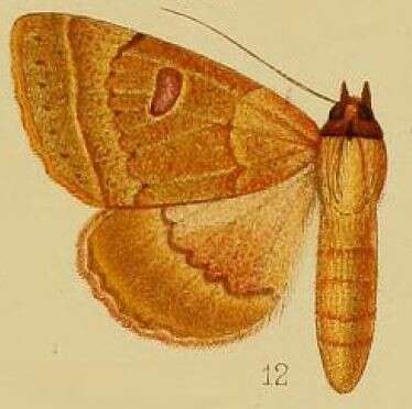 Image de Ctenusa pallida Hampson 1902