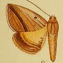 Image of Gnamptogyia Hampson 1894