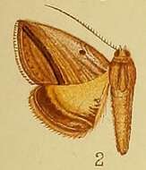 Image of Gnamptogyia Hampson 1894