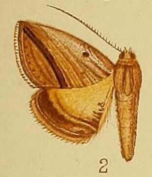 Image of Gnamptogyia Hampson 1894