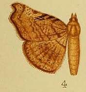 Image de Pleuronodes Hampson 1926