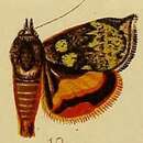 Image of Hyblaea flavipicta Hampson 1910