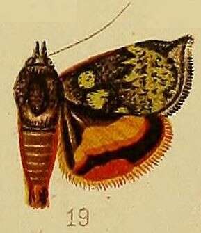 Image of Hyblaea flavipicta Hampson 1910