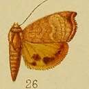 Image of Hyblaea xanthia Hampson 1910