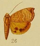 Image of Hyblaea xanthia Hampson 1910