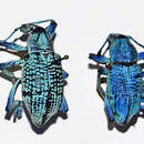 Image of Eupholus azureus Macleay 1885