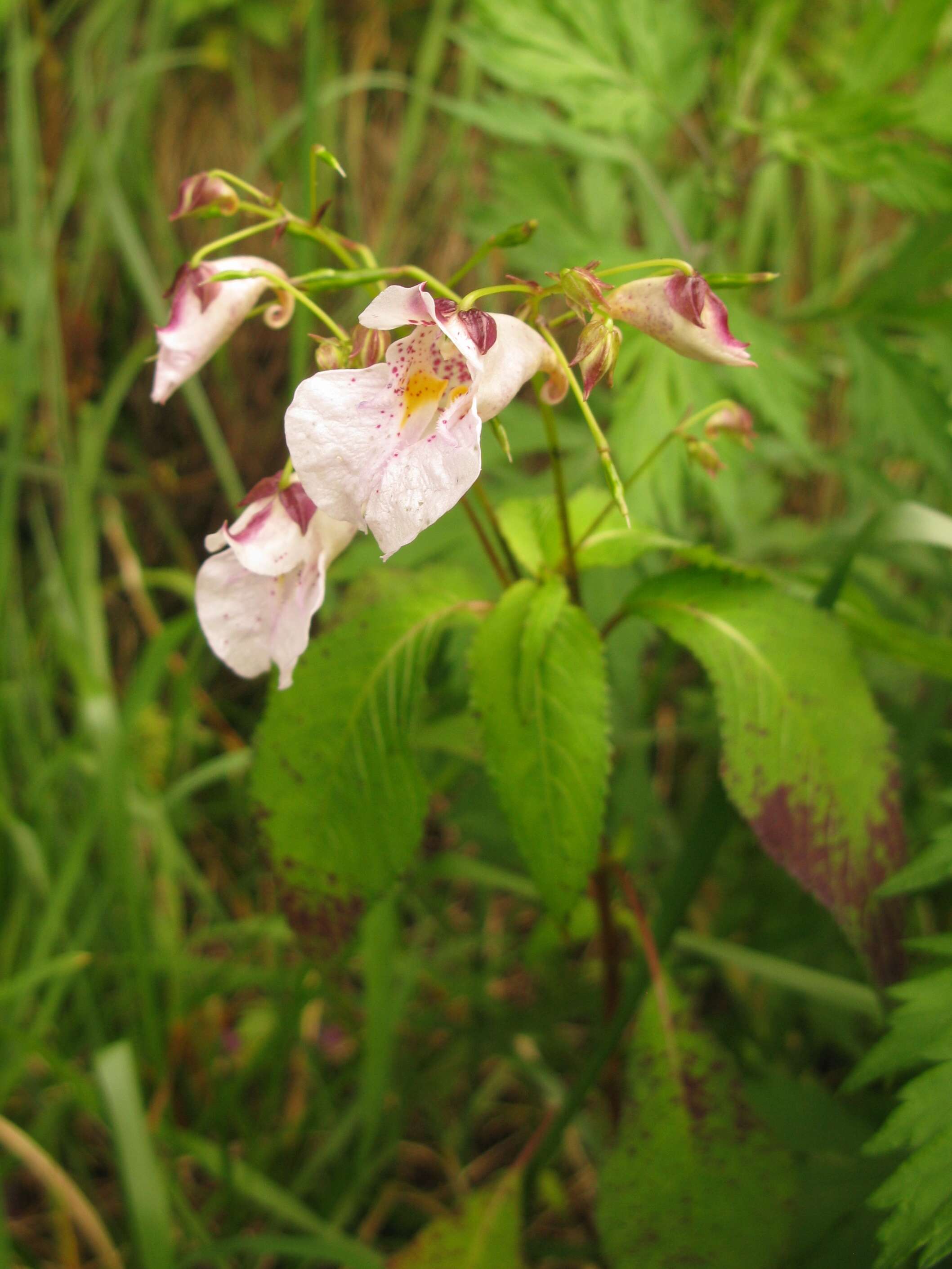 Image of Impatiens textorii Miq.