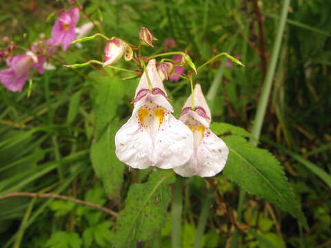 Image of Impatiens textorii Miq.