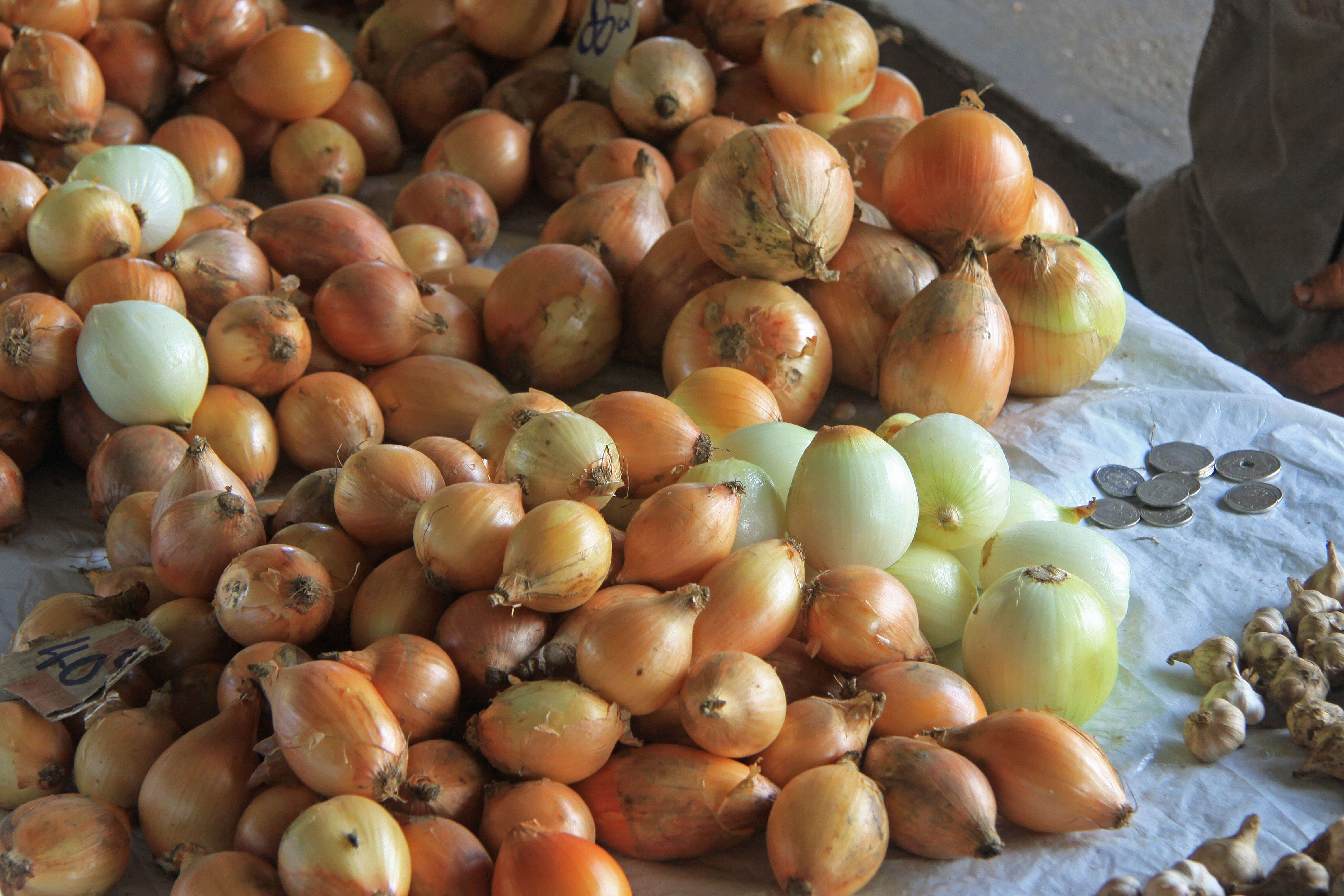 Image of garden onion