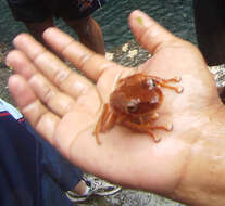 Image of Fiji Tree Frog