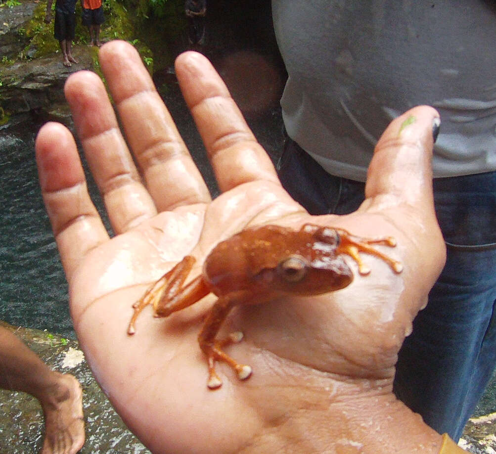 Image of Fiji Tree Frog